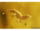 Woodlice Isopoda, several Rove beetles Staphylinidae, Crane fly Limoniidae, Mite Acari and More. Fossil inclusions in Baltic amber stone #11099