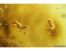Woodlice Isopoda, several Rove beetles Staphylinidae, Crane fly Limoniidae, Mite Acari and More. Fossil inclusions in Baltic amber stone #11099