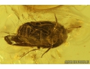 Rare Rove beetle Staphylinidae Aleocharinae and Fungus Gnats. Fossil inclusions in Baltic amber #11100