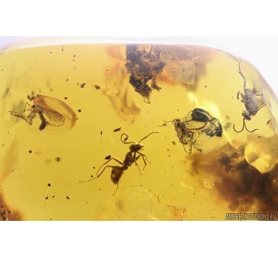 Ant Formicidae Yantaromyrmex geinitzi and More. Fossil inclusions in Baltic amber #11103