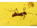 Ant Formicidae Yantaromyrmex geinitzi and More. Fossil inclusions in Baltic amber #11103