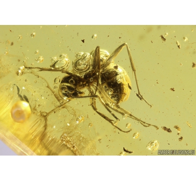 Ant Formicidae Formica flori and More. Fossil inclusions in Baltic amber #11107