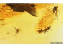 Nice Ant Formicidae Gesomyrmex hoernesi and Dipterans. Fossil insects in Baltic amber #11115