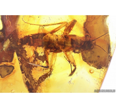 Extremely Rare Adult Praying Mantis Mantodea big 17mm! Fossil insect in Baltic amber #11117