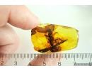 Extremely Rare Adult Praying Mantis Mantodea big 17mm! Fossil insect in Baltic amber #11117