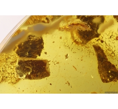 Spider Web with amber pieces! Fossil inclusions in Baltic amber #11118