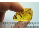 Spider Web with amper pieces! Fossil inclusions in Baltic amber #11118