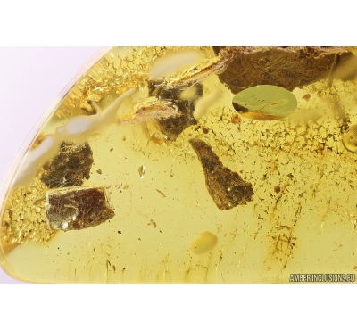 Spider Web with amper pieces! Fossil inclusions in Baltic amber #11118