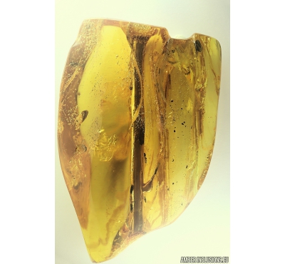 Nice Big Amber Stalactite 60mm and More. Fossil inclusions in Baltic amber #11120