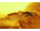 Nice Big Amber Stalactite 60mm and Fungus gnat Mycetophilidae. Fossil inclusions in Baltic amber #11120