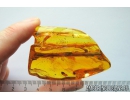 Nice Big Amber Stalactite 60mm and More. Fossil inclusions in Baltic amber #11120