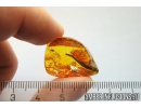 Nice Leaf big 17mm Fossil inclusion in Baltic amber stone #11122