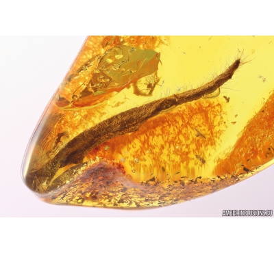 Nice Leaf big 17mm Fossil inclusion in Baltic amber stone #11122
