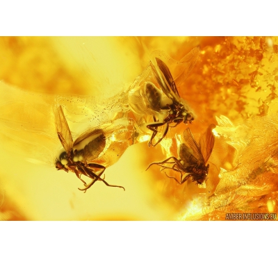3 Scuttle Flies Phoridae. Fossil inclusions in Baltic amber #11123