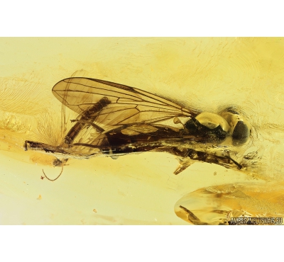 Hover Fly Syrphidae. Fossil insect in Baltic amber #11124