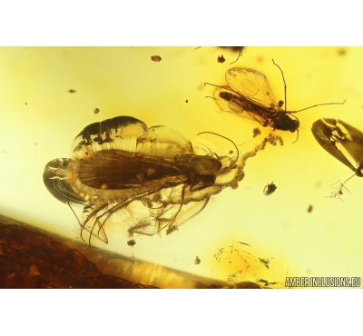 Rare scene Caddisfly with Eggs, Trichoptera and many Dipterans. Fossil insects in Baltic amber #11129