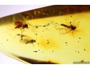 Rare scene Caddisfly with Eggs, Trichoptera and many Dipterans. Fossil insects in Baltic amber #11129