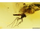 Rare scene Caddisfly with Eggs, Trichoptera and many Dipterans. Fossil insects in Baltic amber #11129