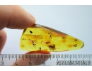 Rare scene Caddisfly with Eggs, Trichoptera and many Dipterans. Fossil insects in Baltic amber #11129