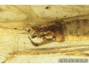 Nice Rare Caddisfly Trichoptera Leptoceridae. Fossil insect in Ukrainian Rovno amber #11130R