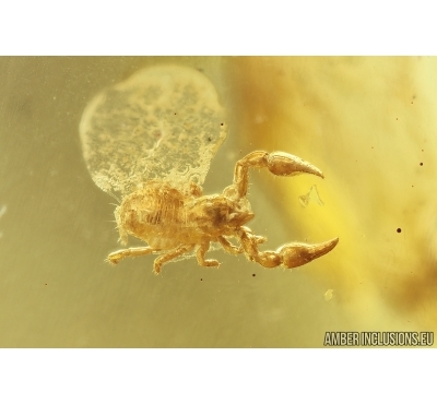 Pseudoscorpion Neobisidae and More. Fossil inclusions in Baltic amber #11131