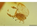 Pseudoscorpion Neobisidae and More. Fossil inclusions in Baltic amber #11131