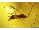 Pseudoscorpion Neobisidae and More. Fossil inclusions in Baltic amber #11131