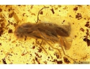 Soldier Beetle, Cantharidae. Fossil insect in Baltic amber #11138