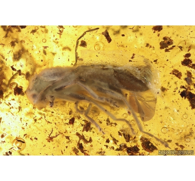 Soldier Beetle, Cantharidae. Fossil insect in Baltic amber #11138