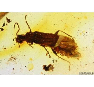 Rare Soldier Beetle Cantharidae Malthodes and Leaf. Fossil inclusions Baltic amber #11139