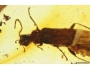 Rare Soldier Beetle Cantharidae Malthodes and Leaf. Fossil inclusions Baltic amber #11139