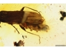 Rare Soldier Beetle Cantharidae Malthodes and Leaf. Fossil inclusions Baltic amber #11139