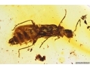 Rare Soldier Beetle Cantharidae Malthodes and Leaf. Fossil inclusions Baltic amber #11139