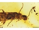 Rare Soldier Beetle Cantharidae Malthodes and Leaf. Fossil inclusions Baltic amber #11139