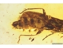 Rare Soldier Beetle Cantharidae Malthodes and Leaf. Fossil inclusions Baltic amber #11139
