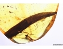 Rare Soldier Beetle Cantharidae Malthodes and Leaf. Fossil inclusions Baltic amber #11139