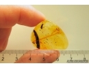Rare Soldier Beetle Cantharidae Malthodes and Leaf. Fossil inclusions Baltic amber #11139