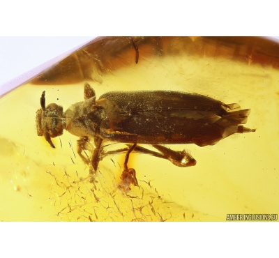 Rare Longhorn Beetle Cerambycidae Lepturinae. Fossil insect in Baltic amber #11141