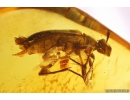 Rare Longhorn Beetle Cerambycidae Lepturinae. Fossil insect in Baltic amber #11141