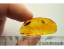 Rare Longhorn Beetle Cerambycidae Lepturinae. Fossil insect in Baltic amber #11141
