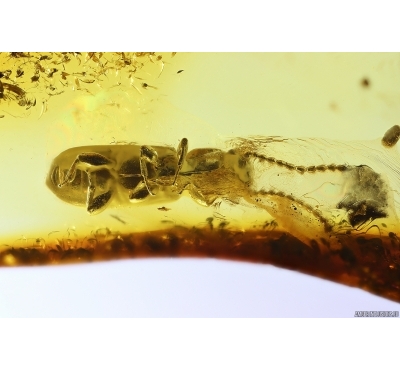 Nice Rare Parasitic flat bark Beetle Passandridae Passanda probably nov. sp. Fossil insect Baltic amber #11144
