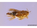 Nice Thrips Thysanoptera and Long-legged fly Dolichopodidae. Fossil inclusions in Baltic amber #11151