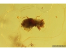 2 Thrips Thysanoptera, 3 Caddisflies Trichoptera, Beetle Coleoptera and More. Fossil inclusions in Baltic amber #11152