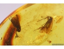 2 Thrips Thysanoptera, 3 Caddisflies Trichoptera, Beetle Coleoptera and More. Fossil inclusions in Baltic amber #11152