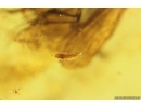 2 Thrips Thysanoptera, 3 Caddisflies Trichoptera, Beetle Coleoptera and More. Fossil inclusions in Baltic amber #11152