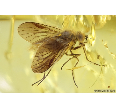 Nice Snipe Fly Rhagionidae. Fossil insect in Baltic amber #11154