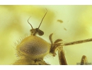 Nice Snipe Fly Rhagionidae. Fossil insect in Baltic amber #11154