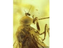 Nice Snipe Fly Rhagionidae. Fossil insect in Baltic amber #11154