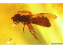 Nice Hover Fly Syrphidae. Fossil insect in Baltic amber #11155
