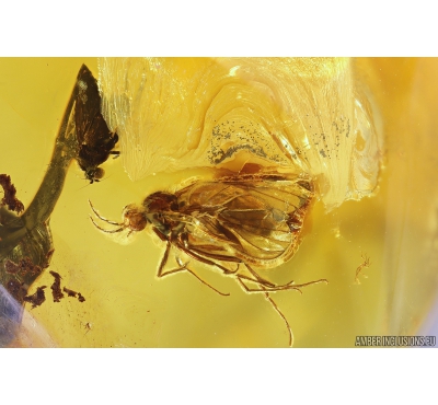 Wood gnat Anisopodidae. Fossil insect in Baltic amber #11156